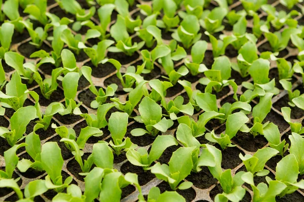 レタスの苗の緑の芽の多くはプラスチック細胞側の見解では — ストック写真