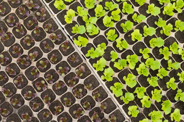 緑と赤のレタスの苗の多くはプラスチック細胞の上から見ると自然な質感で — ストック写真