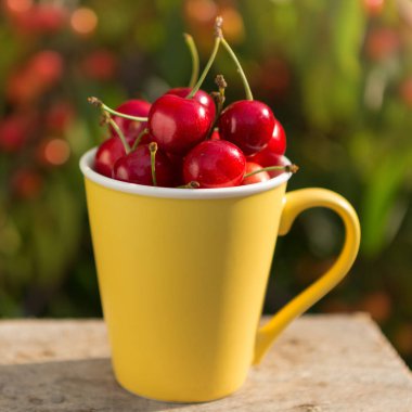 Kırmızı kiraz çileğiyle dolu uzun sarı bardak, kiraz bahçesinin arka planında duruyor, konsept