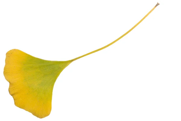 Pequeno Amarelo Com Folha Verde Ginkgo Biloba Sobre Fundo Branco — Fotografia de Stock