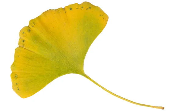 Grande Outono Amarelo Folha Verde Ginkgo Biloba Sobre Fundo Branco — Fotografia de Stock