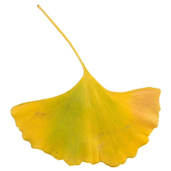 Grande Outono Folha Amarela Ginkgo Biloba Sobre Fundo Branco Isolado — Fotografia de Stock