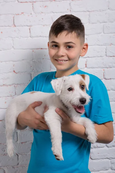 一个快乐的男孩抱着一只白色的杰克 一只小狗在他的怀里 他的眼睛上有一个褐色的斑点 背靠着一面白色的砖墙 — 图库照片