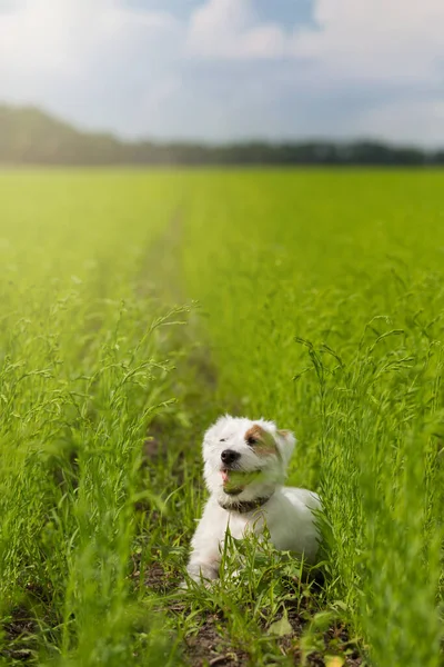 Білий Джек Рассел Терр Єрний Собака Біжить Жаби Полі Зеленими — стокове фото