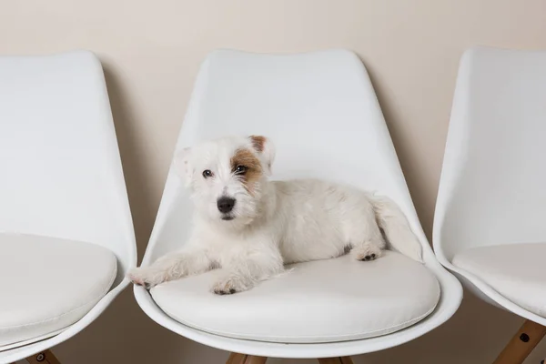 Cachorro Fofo Branco Jack Russell Terrier Encontra Uma Cadeira Branca — Fotografia de Stock