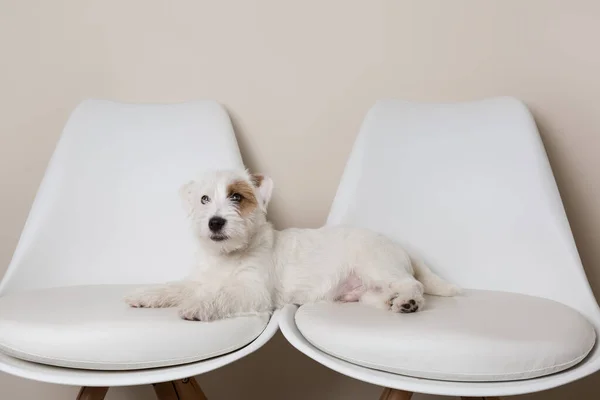 Pequeno Cão Branco Jack Russell Terrier Encontra Duas Cadeiras Brancas — Fotografia de Stock