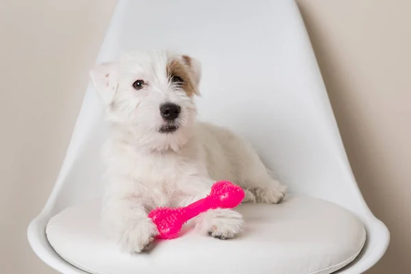 Cachorrinho Branco Fofo Engraçado Jack Russell Terrier Sentado Uma Cadeira — Fotografia de Stock