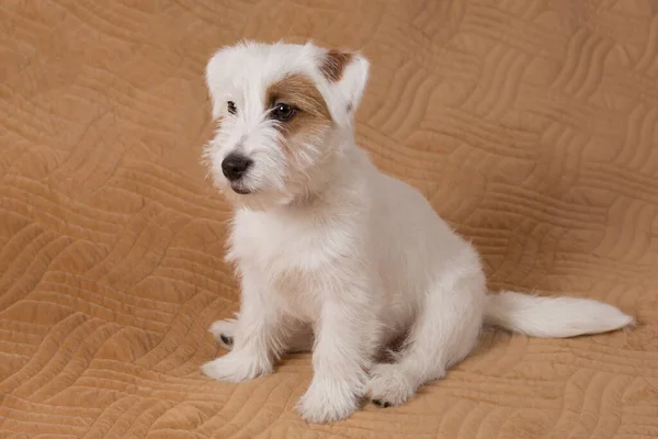 Komik beyaz köpek yavrusu, Jack Russell Terrier, kahverengi bir battaniyeye oturmuş, dinleniyor.