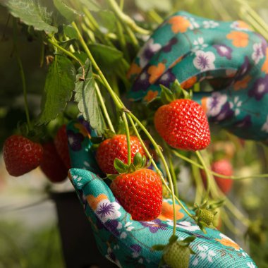 Eldivenli eller çilek toplar, hasat konsepti, yakın çekim.