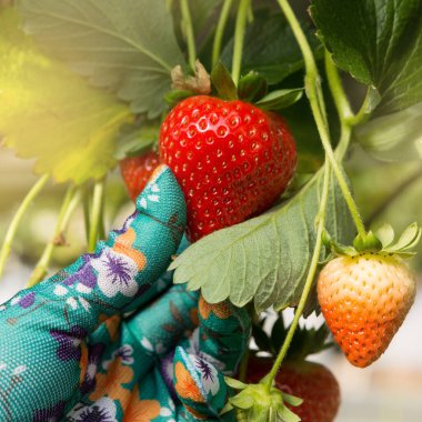 Bir serada çilek toplamak, kırmızı böğürtlen toplamak, yakın plan çekim, konsept