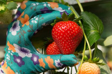 Eldivenli bir el büyük kırmızı bir çilek tutar, serada hasat konsepti, yakın plan.