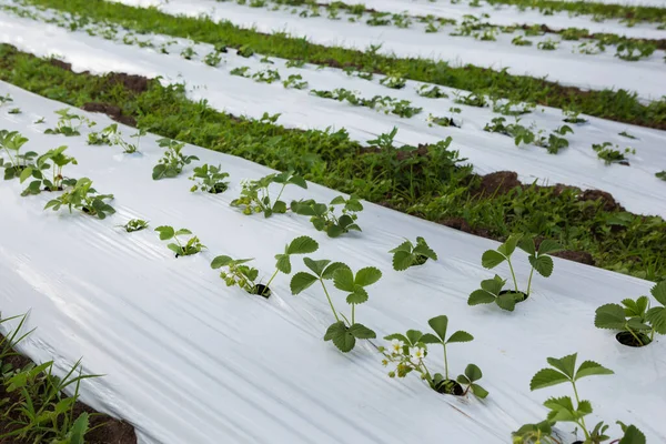 プラスチック製のラップ クローズアップ 低温室 早期収穫で覆われたイチゴのプランテーション — ストック写真