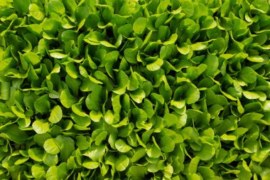 Birçok genç marul filizleri birbirine çok yakın büyür, yeşillik dokusu, düz uzanma