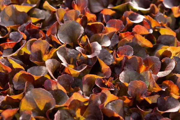 Consistenza Delle Foglie Lattuga Rossa Primo Piano Coltivazione Serra Verdure — Foto Stock