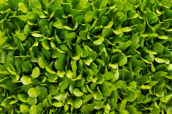 Birçok genç marul filizleri birbirine çok yakın büyür, yeşillik dokusu, düz uzanma