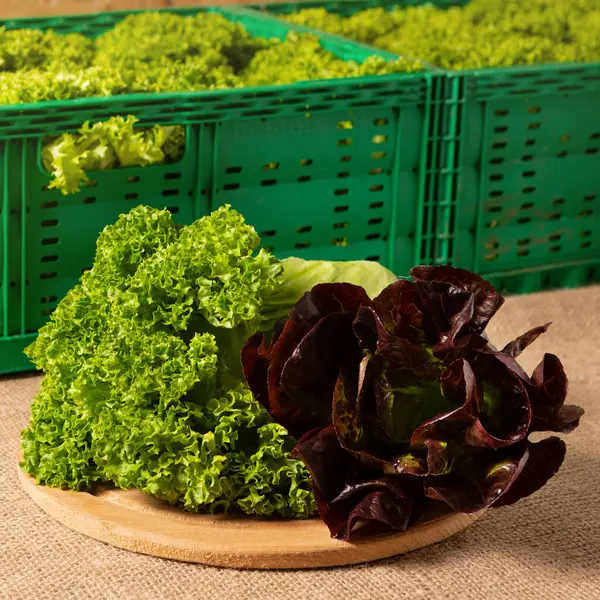 Sortiment Rotem Und Grünem Salat Auf Dem Tisch Vor Dem — Stockfoto