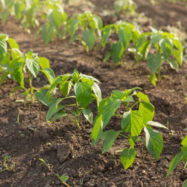 Tatlı biber filizleri, tarım arazisinde bahar filizleri, yakın çekim, seçici odaklanma.