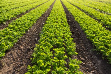 Tarım arazisinde, arka planda, güneş ışığında, seçici bir odak noktası olan birçok sıra takip edilmiş kereviz.