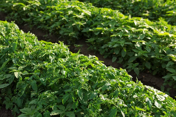 Cultivar Tomates Campo Aire Libre Filas Plantas Verdes Cerca Enfoque — Foto de Stock