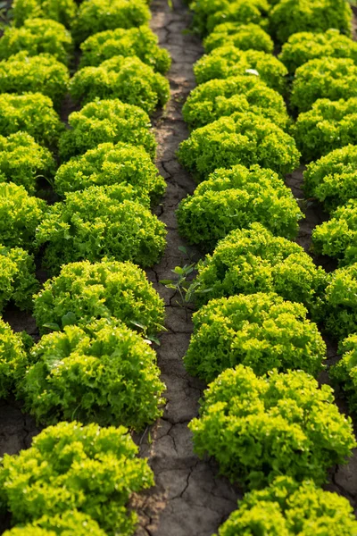 Zelený Hlávkový Salát Pěstovaný Zemědělské Půdě Zblízka Podsvícení Vertikální Dispozice — Stock fotografie