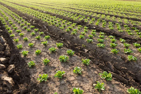 Сельскохозяйственный Ландшафт Зелеными Плантациями Салата Подсветке Солнечного Света Ранние Овощи — стоковое фото