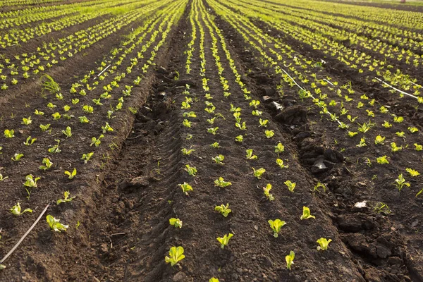 Yeşil marul filizleri, arka ışıklandırması, seçici odaklı tarım manzarası