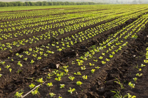 Farmland Many Rods Lettuce Backlit Landscape Selective Focus Concept — стоковое фото