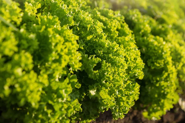 Zöld Saláta Növények Mezőgazdasági Területen Makrofotózás Szelektív Fókusz Koncepció — Stock Fotó