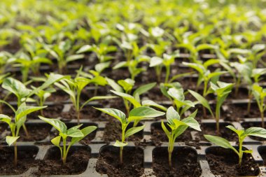 Plastik hücrelerde bir sürü tatlı biber tohumu, ön düzenleme, sebze yetiştirme.