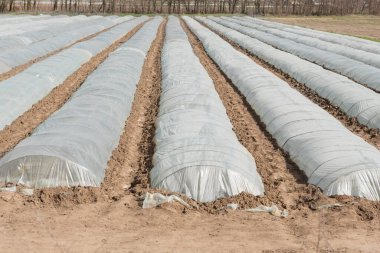 Bir sürü alçak sera, sıra sıra, tarım arazisi, yan manzara