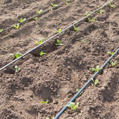 Çiftlik arazisinde yeşil lahanalar ve damlatma boruları, yakın plan, seçici odak