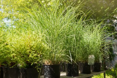 Bir sürü fidan ve çiçek, saksılarda, peyzaj tasarım mağazalarında, yakın plan çekimlerinde