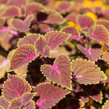 Güzel koleus yaprakları yakın plan, bitkiler çiçek tarhında büyür, parlak doku.