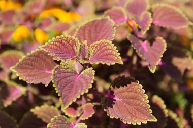 Renkli yapraklı koleus bitkileri çiçek tarhında yetişir, manzara tasarımı konsepti