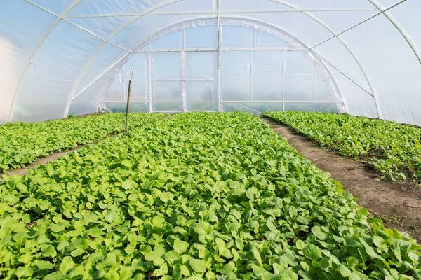 田舎の大規模な家庭用温室ビューの中初期野菜の緑の空間一般的な撮影計画 — ストック写真