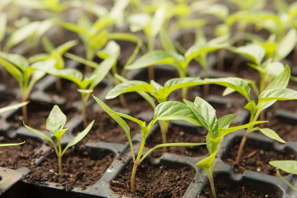 Banyak Bibit Untuk Sel Close Tumbuh Sayuran — Stok Foto