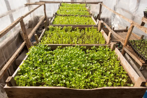 多くの若い緑のセロリの苗の木の箱 温室栽培 — ストック写真