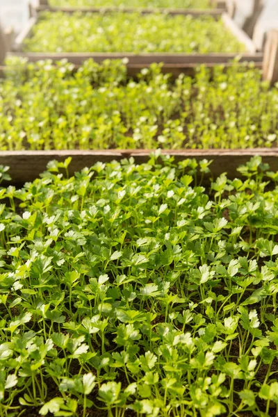 温室で成長しているセロリの苗多くの若い緑の芽農業 — ストック写真