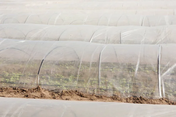 Тепличні Тунелі Стоять Рядами Крупним Планом Вирощують Ранні Овочі Концепція — стокове фото