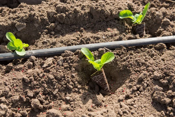 Plantor Tidiga Grönsaker Och Droppbevattningsrör Närbild Vårens Jordbruksarbete Koncept — Stockfoto
