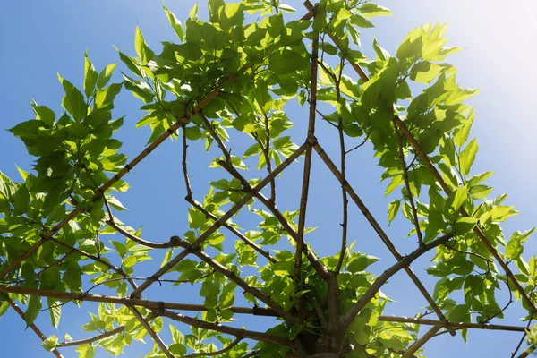 Interesante Corona Árbol Contra Cielo Azul Vivero Plantas Concepto — Foto de Stock