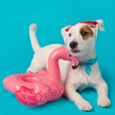 Komik beyaz köpek yavrusu, kırmızı güneş gözlüklü, yüzmek için şişme flamingonun yanında, turkuaz arka planda, tatil ve seyahat konseptinde