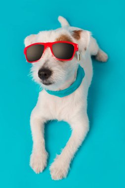 Kırmızı güneş gözlüklü ve boynunda mavi bir eşarpla Jack Russell köpek yavrusu turkuaz bir arka planda yatıyor. Tatil ve seyahat kavramı.