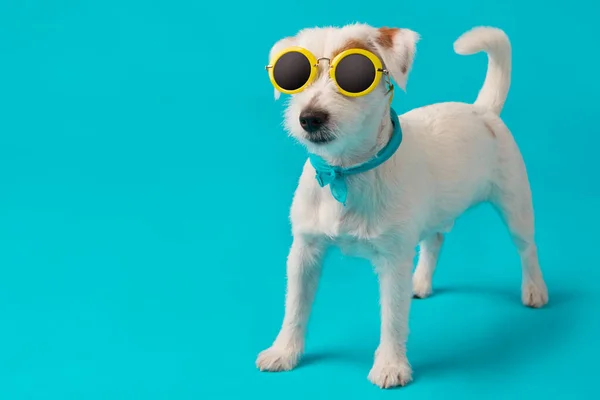 Divertido Cachorro Blanco Gafas Sol Amarillas Encuentra Sobre Fondo Turquesa — Foto de Stock