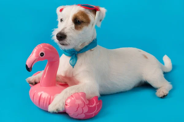 Cachorro Branco Jack Russell Óculos Sol Vermelhos Sua Cabeça Encontra — Fotografia de Stock