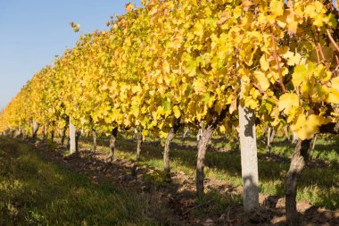 Sarı yapraklı üzüm sırası, perspektif görünümü, güneş ışığı