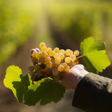 Üzüm bağlarının arka planında şarap toplayan bir kadının elinde bir demet üzüm.