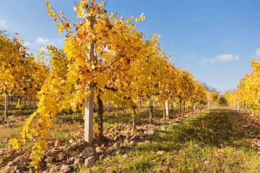 Sarı yapraklı üzüm sıraları, mavi gökyüzü, güneş ışığı