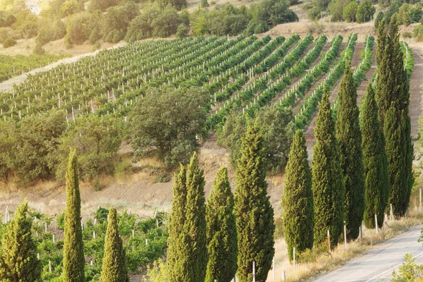 Weinberge Hochland Aussicht Aus Der Höhe Morgenlicht Eine Wunderschöne Landschaft — Stockfoto