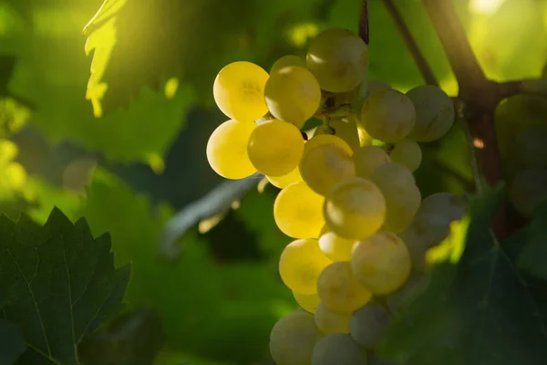 Racimo Uvas Maduras Arbusto Contraluz Sobre Fondo Verde Concepto — Foto de Stock